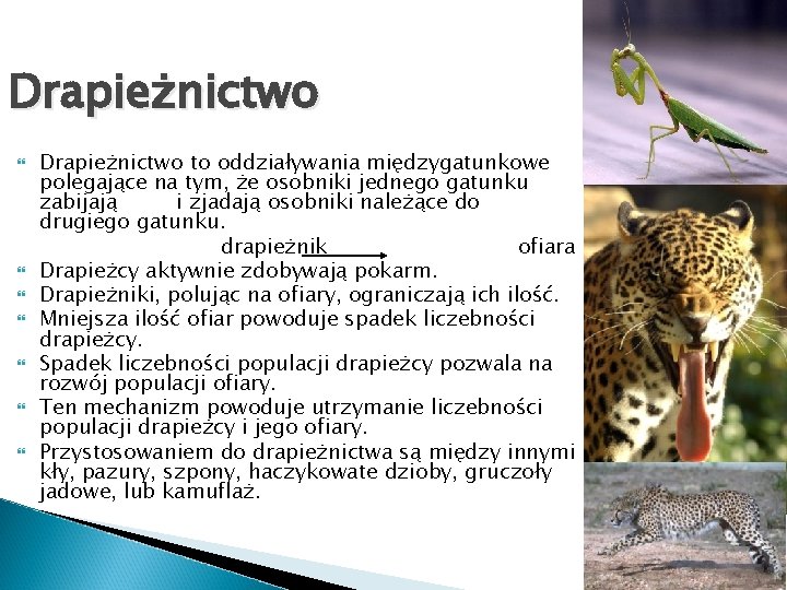 Drapieżnictwo Drapieżnictwo to oddziaływania międzygatunkowe polegające na tym, że osobniki jednego gatunku zabijają i