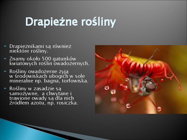 Drapieżne rośliny Drapieżnikami są również niektóre rośliny. Znamy około 500 gatunków kwiatowych roślin owadożernych.