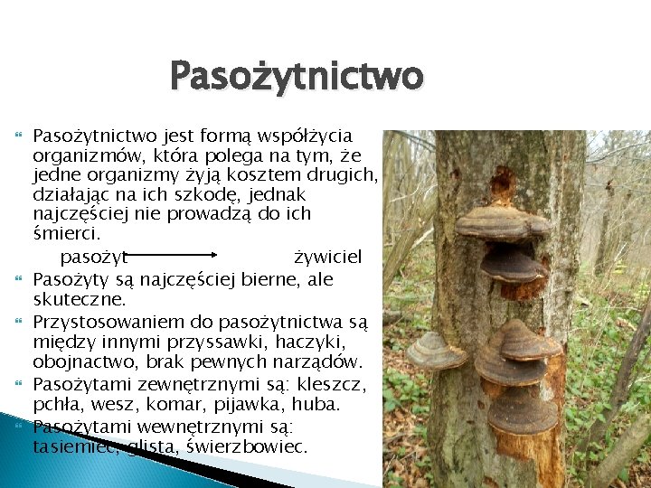 Pasożytnictwo Pasożytnictwo jest formą współżycia organizmów, która polega na tym, że jedne organizmy żyją