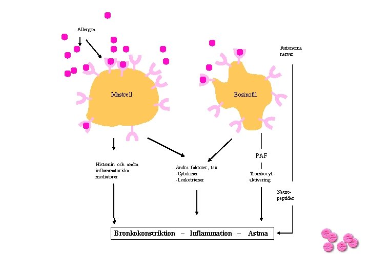 Allergen Autonoma nerver Mastcell Eosinofil PAF Histamin och andra inflammatoriska mediatorer Andra faktorer, tex Allergen Autonoma nerver Mastcell Eosinofil PAF Histamin och andra inflammatoriska mediatorer Andra faktorer, tex