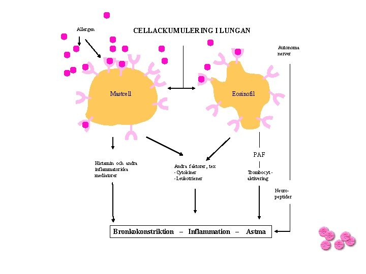 Allergen CELLACKUMULERING I LUNGAN Autonoma nerver Mastcell Eosinofil PAF Histamin och andra inflammatoriska mediatorer