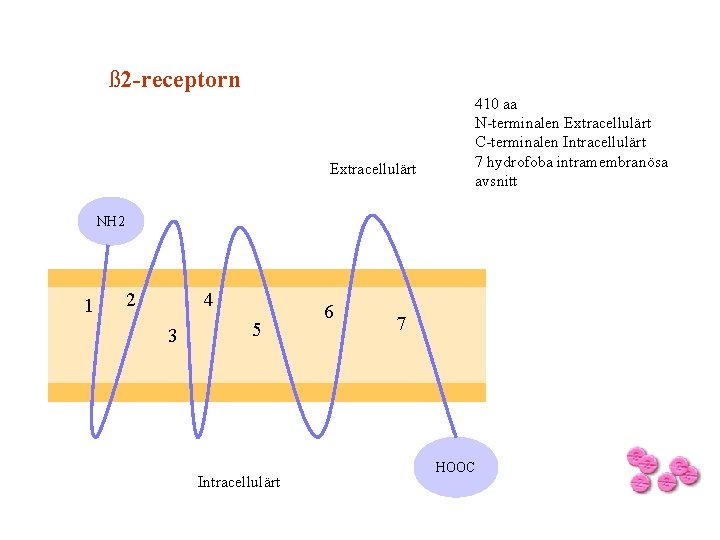 ß 2 -receptorn Extracellulärt 410 aa N-terminalen Extracellulärt C-terminalen Intracellulärt 7 hydrofoba intramembranösa avsnitt ß 2 -receptorn Extracellulärt 410 aa N-terminalen Extracellulärt C-terminalen Intracellulärt 7 hydrofoba intramembranösa avsnitt