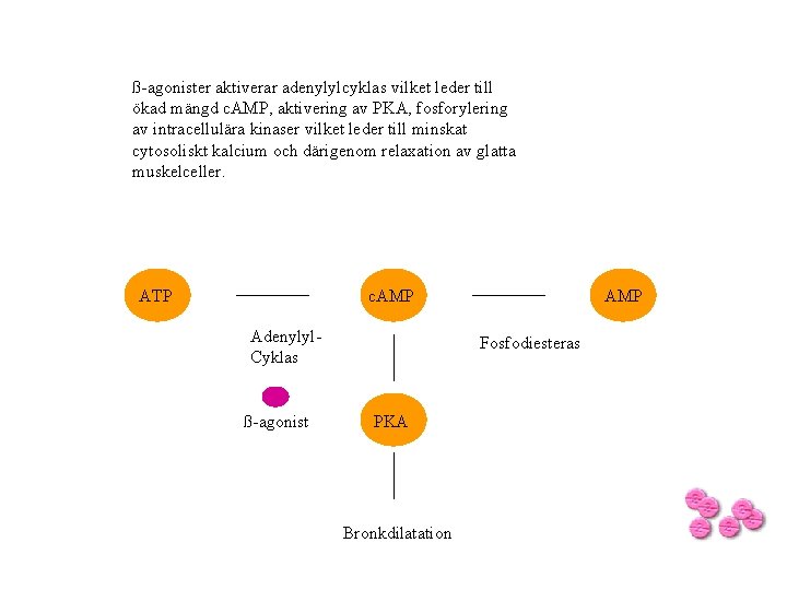 ß-agonister aktiverar adenylylcyklas vilket leder till ökad mängd c. AMP, aktivering av PKA, fosforylering