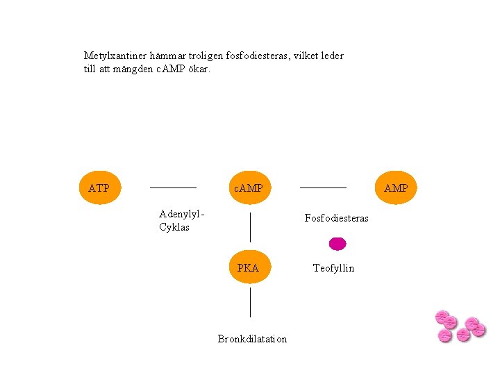 Metylxantiner hämmar troligen fosfodiesteras, vilket leder till att mängden c. AMP ökar. ATP c.