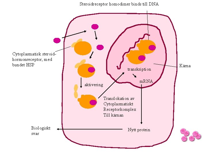 Steroidreceptor homodimer binds till DNA Cytoplasmatisk steroidhormonreceptor, med bundet HSP transkription m. RNA aktivering