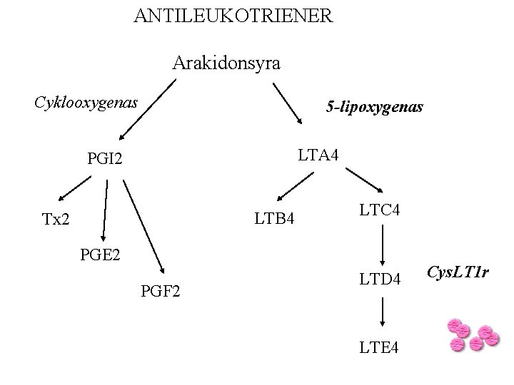 ANTILEUKOTRIENER Arakidonsyra Cyklooxygenas 5 -lipoxygenas LTA 4 PGI 2 LTB 4 Tx 2 LTC