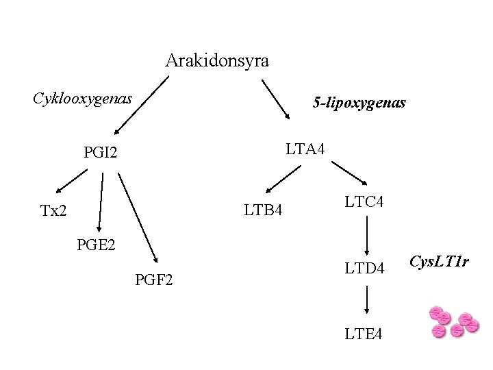 Arakidonsyra Cyklooxygenas 5 -lipoxygenas LTA 4 PGI 2 LTB 4 Tx 2 LTC 4