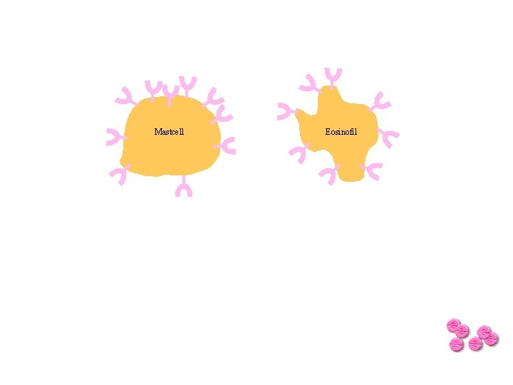 Mastcell Eosinofil 