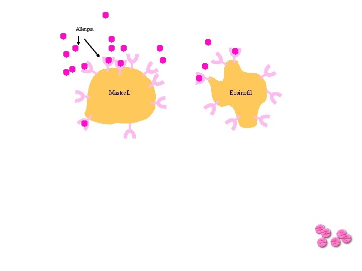 Allergen Mastcell Eosinofil 