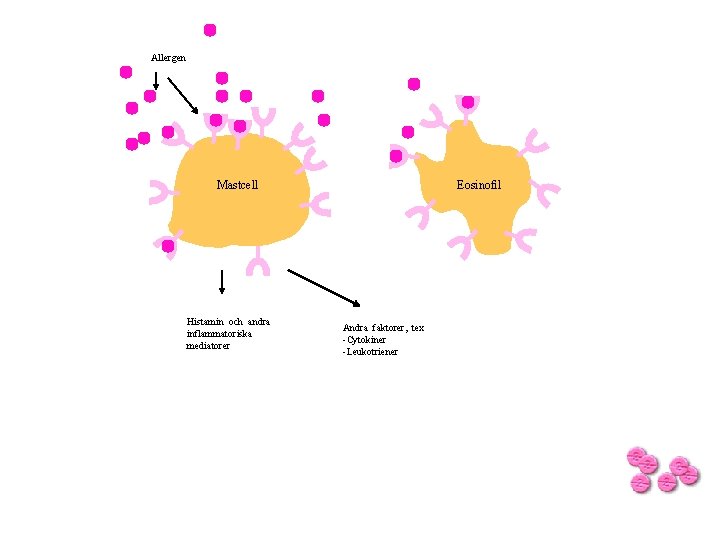 Allergen Mastcell Histamin och andra inflammatoriska mediatorer Eosinofil Andra faktorer, tex -Cytokiner -Leukotriener 