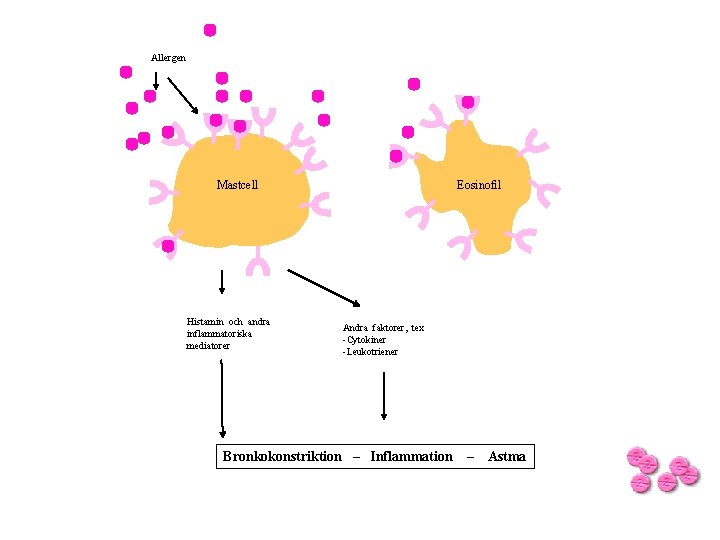 Allergen Mastcell Histamin och andra inflammatoriska mediatorer Eosinofil Andra faktorer, tex -Cytokiner -Leukotriener Bronkokonstriktion