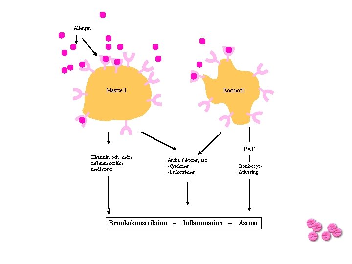 Allergen Mastcell Eosinofil PAF Histamin och andra inflammatoriska mediatorer Andra faktorer, tex -Cytokiner -Leukotriener Allergen Mastcell Eosinofil PAF Histamin och andra inflammatoriska mediatorer Andra faktorer, tex -Cytokiner -Leukotriener