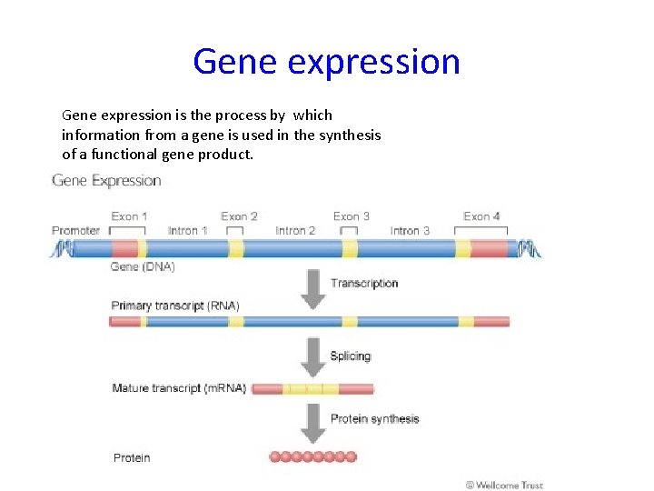 Gene expression is the process by which information from a gene is used in