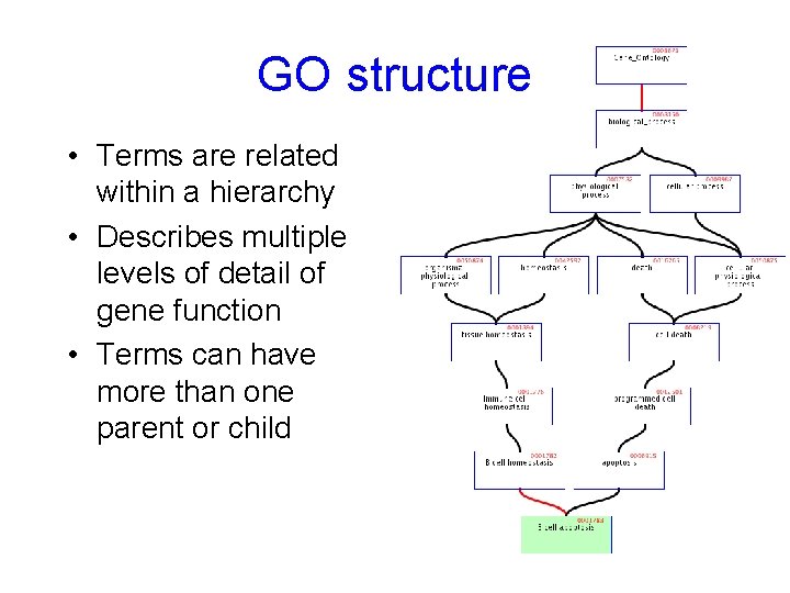 GO structure • Terms are related within a hierarchy • Describes multiple levels of
