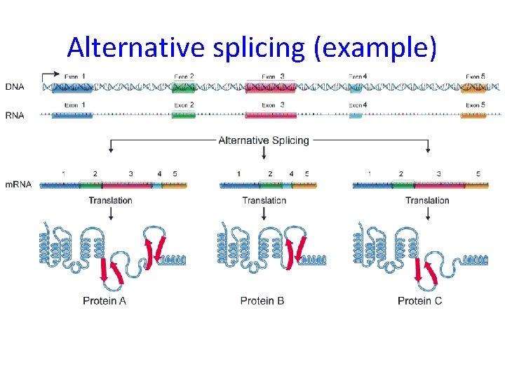 Alternative splicing (example) 