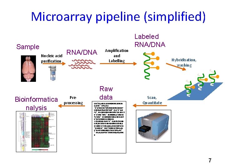 Microarray pipeline (simplified) Sample Nucleic acid purification Bioinformatica nalysis RNA/DNA Preprocessing Amplification and Labelling