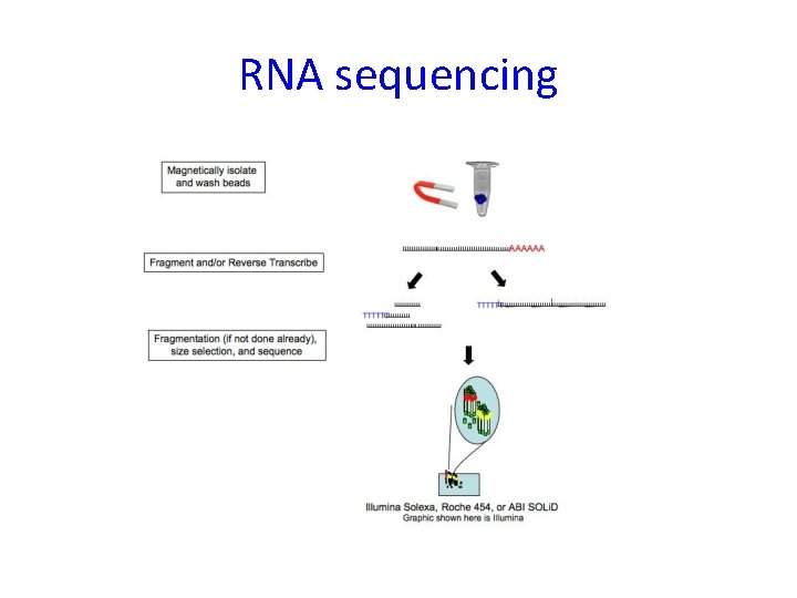 RNA sequencing 