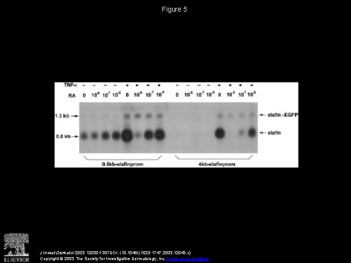 Figure 5 J Invest Dermatol 2003 120301 -307 DOI: (10. 1046/j. 1523 -1747. 2003.