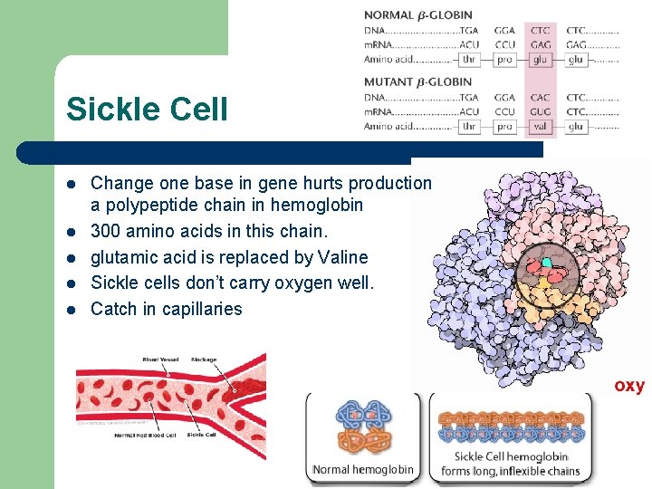 Sickle Cell l l Change one base in gene hurts production a polypeptide chain