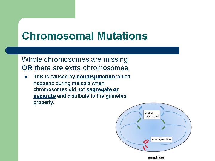 Chromosomal Mutations Whole chromosomes are missing OR there are extra chromosomes. l This is