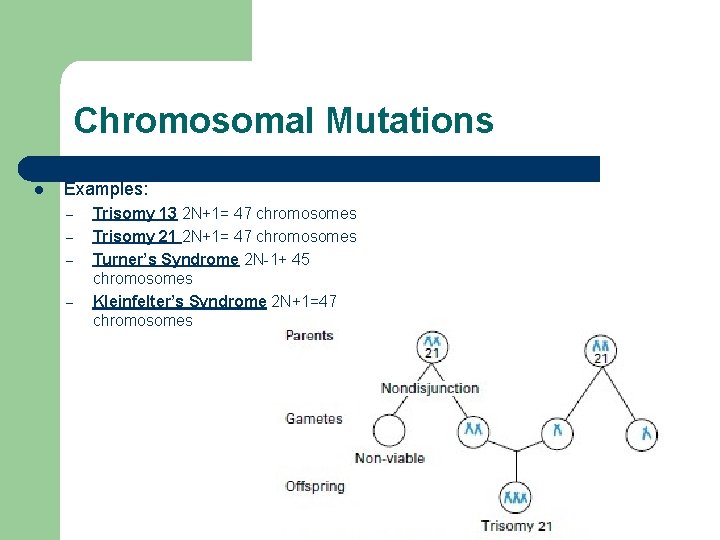 Chromosomal Mutations l Examples: – – Trisomy 13 2 N+1= 47 chromosomes Trisomy 21