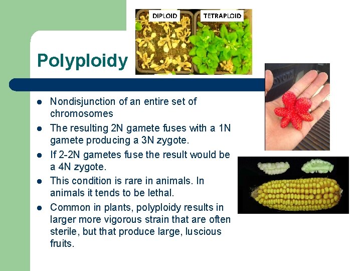 Polyploidy l l l Nondisjunction of an entire set of chromosomes The resulting 2