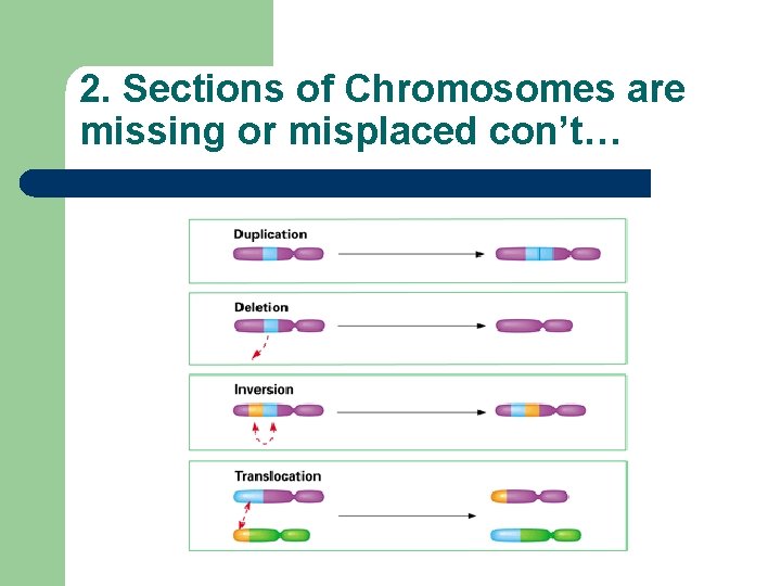 2. Sections of Chromosomes are missing or misplaced con’t… 