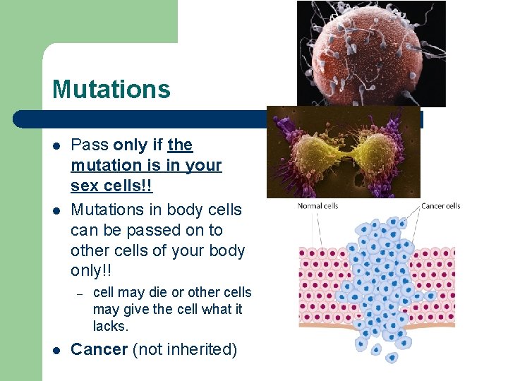 Mutations l l Pass only if the mutation is in your sex cells!! Mutations