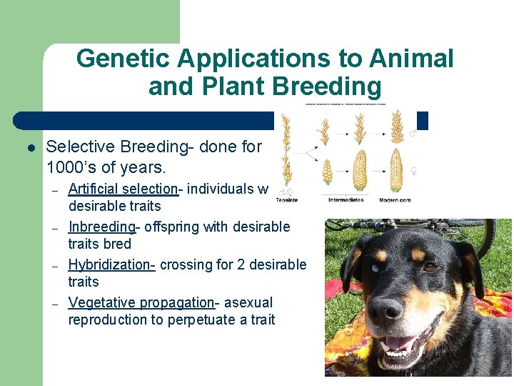 Genetic Applications to Animal and Plant Breeding l Selective Breeding- done for 1000’s of