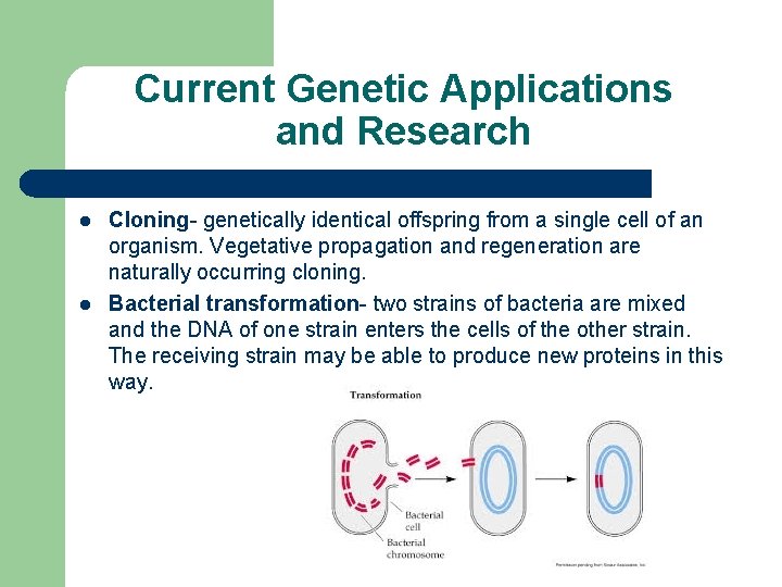 Current Genetic Applications and Research l l Cloning- genetically identical offspring from a single