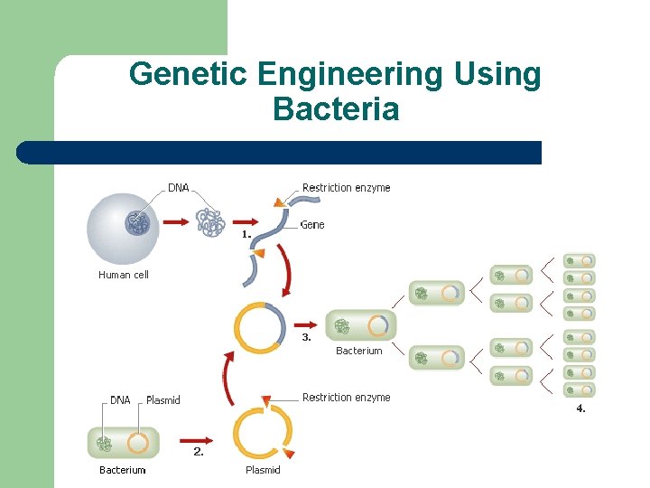 Genetic Engineering Using Bacteria 