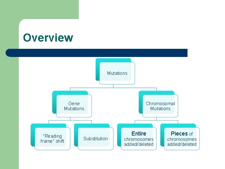 Overview Mutations Gene Mutations “Reading frame” shift Substitution Chromosomal Mutations Entire chromosomes added/deleted Pieces