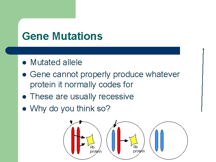 Gene Mutations l l Mutated allele Gene cannot properly produce whatever protein it normally