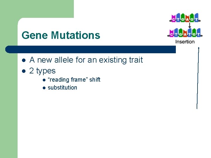 Gene Mutations l l A new allele for an existing trait 2 types l