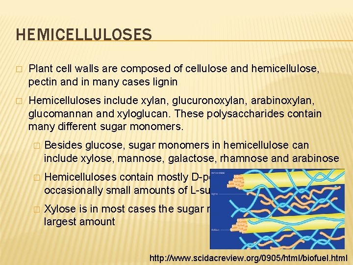 HEMICELLULOSES � Plant cell walls are composed of cellulose and hemicellulose, pectin and in