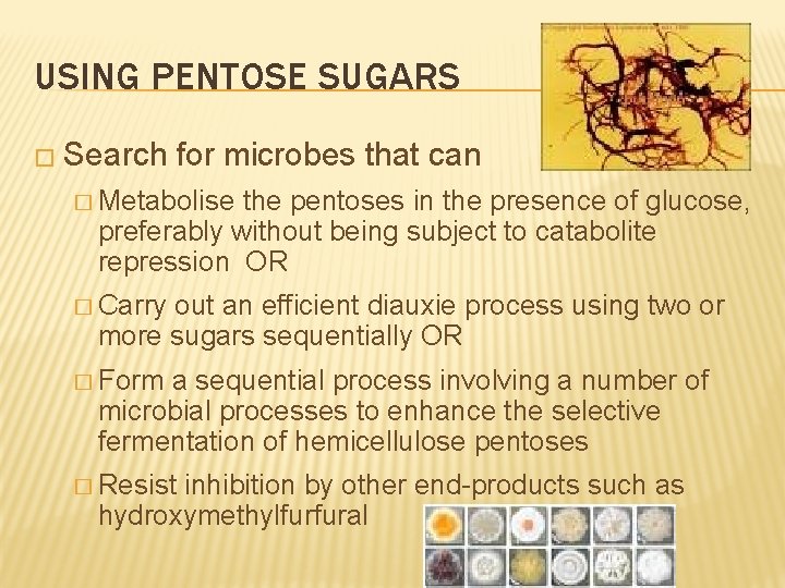 USING PENTOSE SUGARS � Search for microbes that can � Metabolise the pentoses in