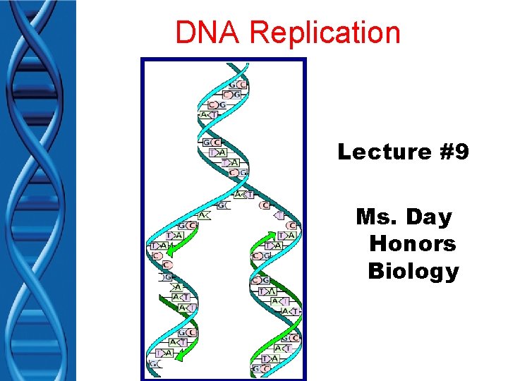 DNA Replication Lecture #9 Ms. Day Honors Biology 