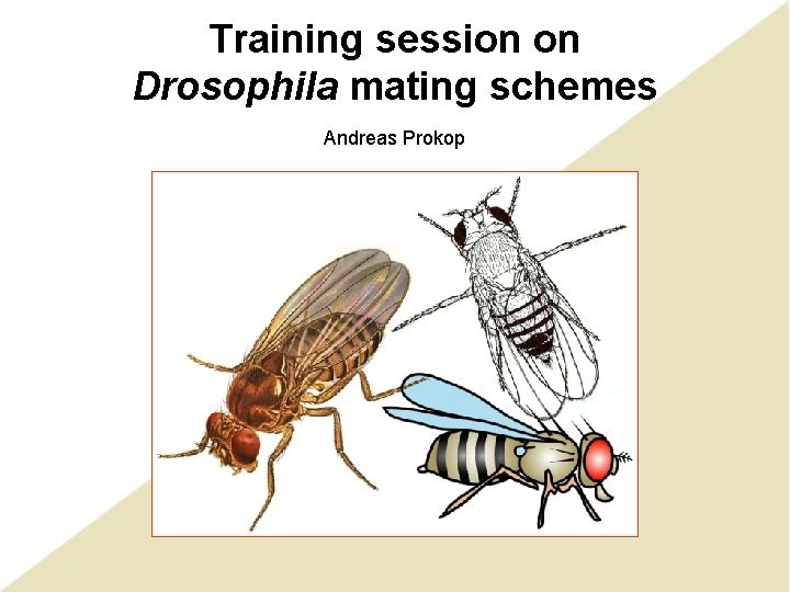 Training session on Drosophila mating schemes Andreas Prokop Training session on Drosophila mating schemes Andreas Prokop
