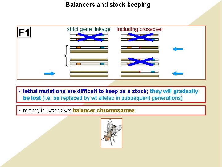 Balancers and stock keeping • lethal mutations are difficult to keep as a stock;