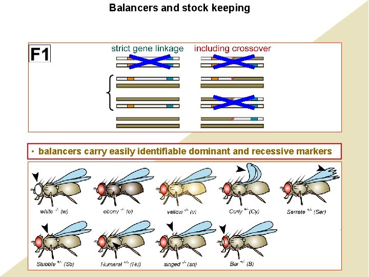 Balancers and stock keeping • balancers carry easily identifiable dominant and recessive markers 