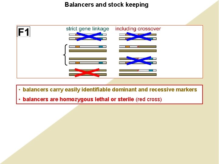 Balancers and stock keeping • balancers carry easily identifiable dominant and recessive markers • Balancers and stock keeping • balancers carry easily identifiable dominant and recessive markers •