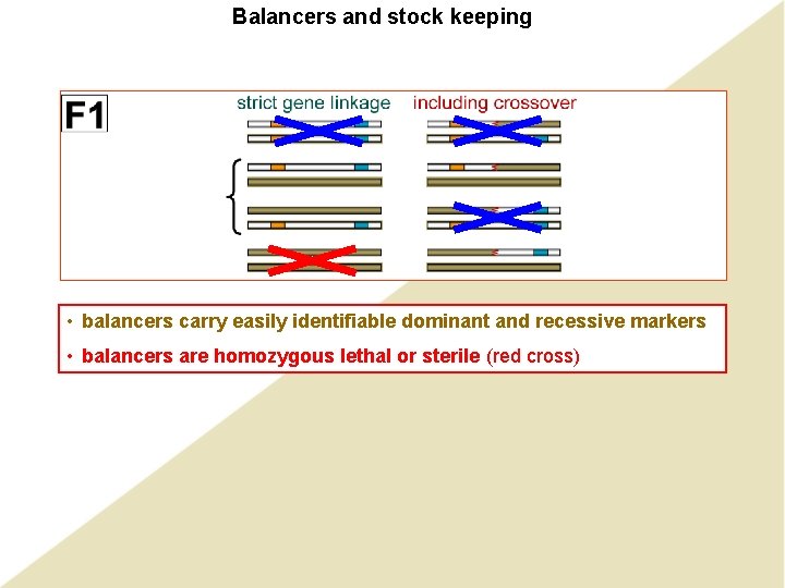 Balancers and stock keeping • balancers carry easily identifiable dominant and recessive markers •