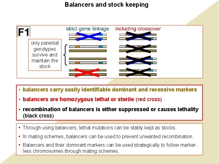 Balancers and stock keeping only parental genotypes survive and maintain the stock • balancers