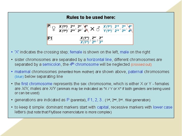 Rules to be used here: • 'X' indicates the crossing step; female is shown Rules to be used here: • 'X' indicates the crossing step; female is shown
