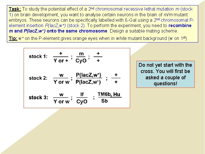 Task: To study the potential effect of a 2 nd chromosomal recessive lethal mutation Task: To study the potential effect of a 2 nd chromosomal recessive lethal mutation