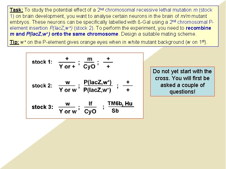 Task: To study the potential effect of a 2 nd chromosomal recessive lethal mutation