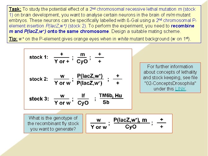 Task: To study the potential effect of a 2 nd chromosomal recessive lethal mutation Task: To study the potential effect of a 2 nd chromosomal recessive lethal mutation