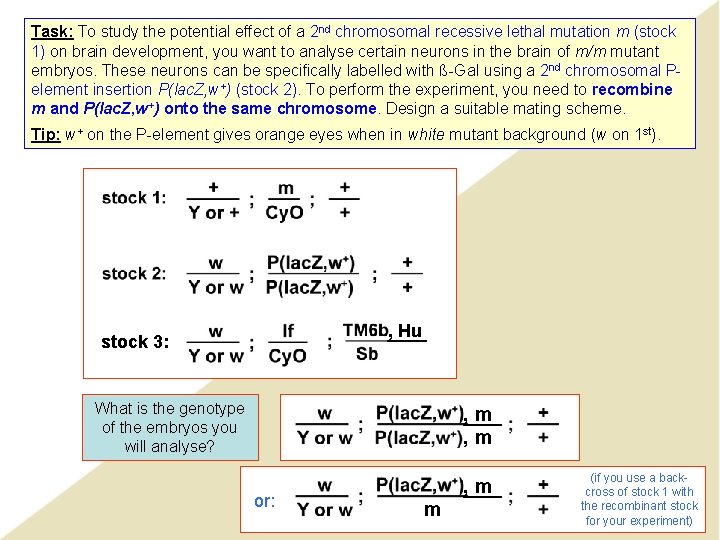 Task: To study the potential effect of a 2 nd chromosomal recessive lethal mutation Task: To study the potential effect of a 2 nd chromosomal recessive lethal mutation