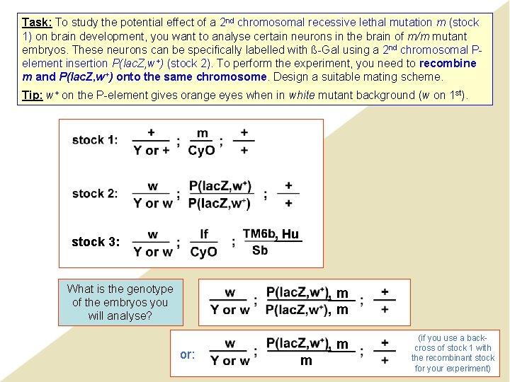 Task: To study the potential effect of a 2 nd chromosomal recessive lethal mutation