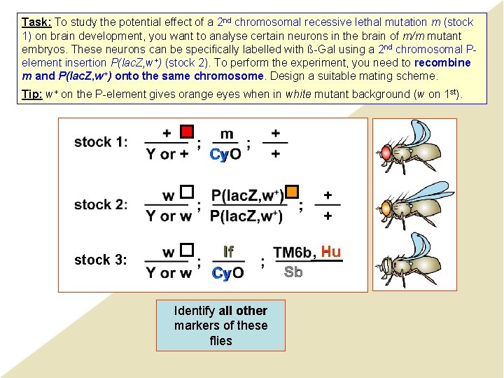 Task: To study the potential effect of a 2 nd chromosomal recessive lethal mutation Task: To study the potential effect of a 2 nd chromosomal recessive lethal mutation